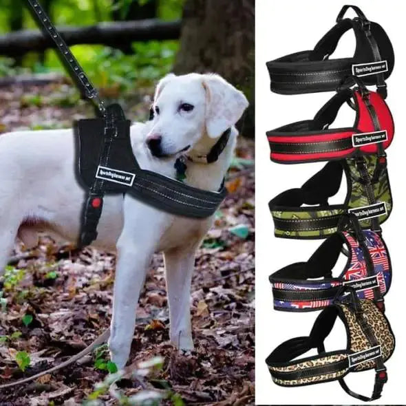 Active dog wearing a sport harness with chest strap and leash from My store, showcasing variety of styles and colors.